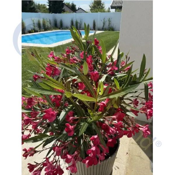 Celestine 8s Hinter Schonem Blumenstrauß